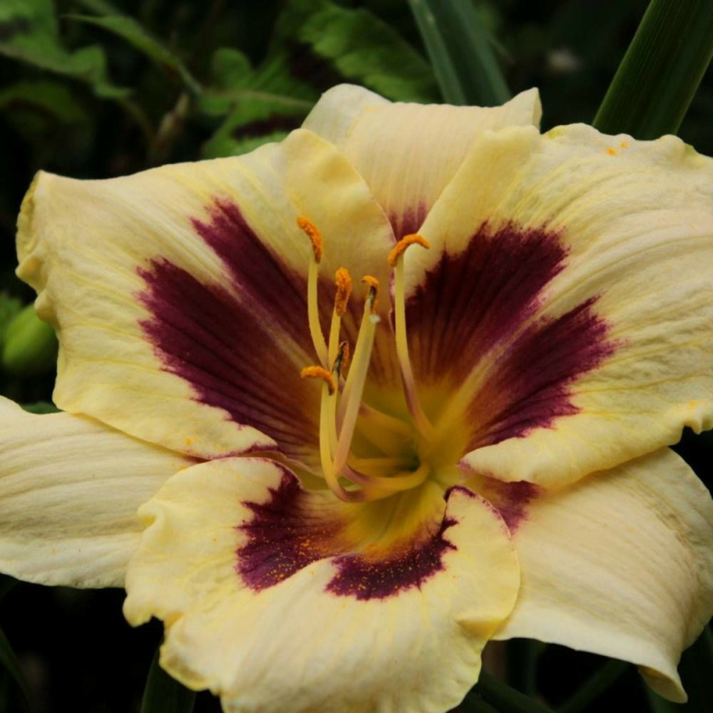 Hémérocalle canadian border patrol godet - 5/20 cm