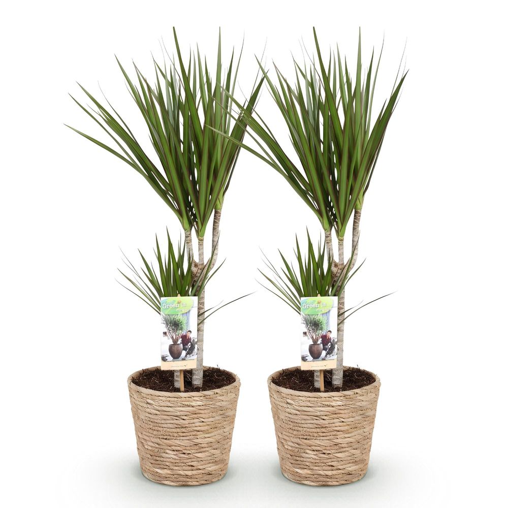 Dracaena marginata - arbre dragon - lot de 2 plantes - pot de 17cm - hauteur 70-80cm