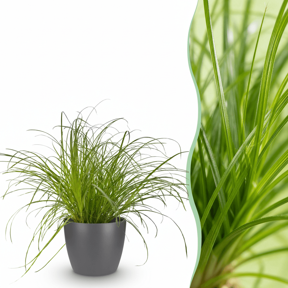 Cyperus alternifolius zumula - pet-friendly - pot de 12cm - hauteur 20cm - plantes d'intérieur