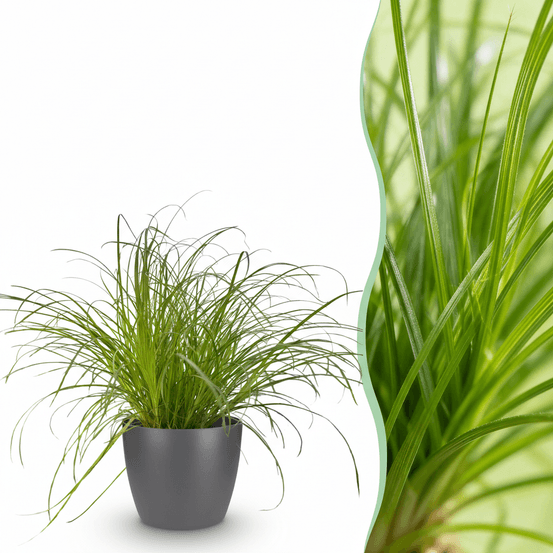 Cyperus alternifolius zumula - pet-friendly - pot de 12cm - hauteur 20cm - plantes d'intérieur