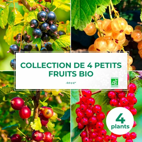 Collection 4 petits fruits bio