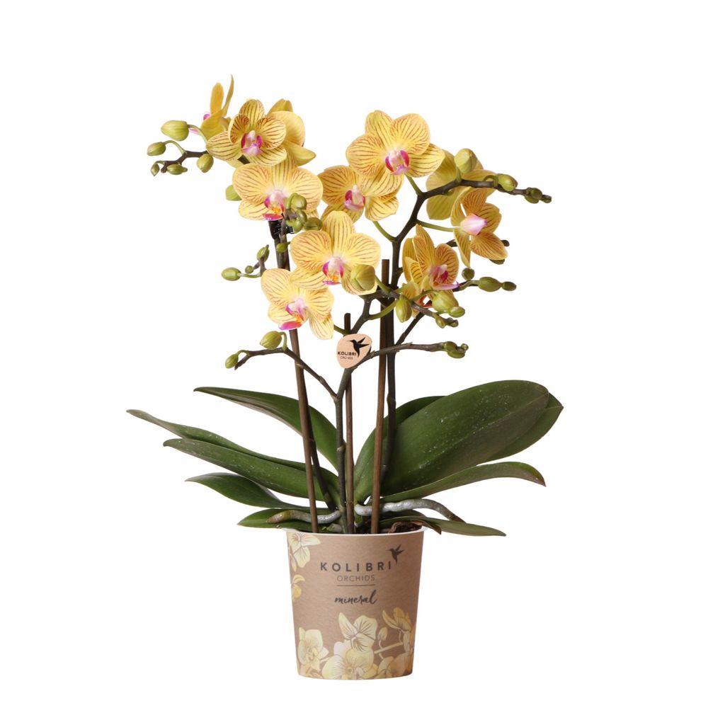 Orchidée phalaenopsis 'lima' jaune (phalaenopsis) - pot de 9cm - sans cache-pot - plantes d'intérieur