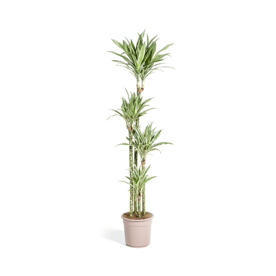 Dracaena deremensis blanc stripe - h170-190 cm - ø27 cm