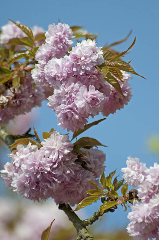 Prunus serrulata kiku shidare zakura - pot 30 l