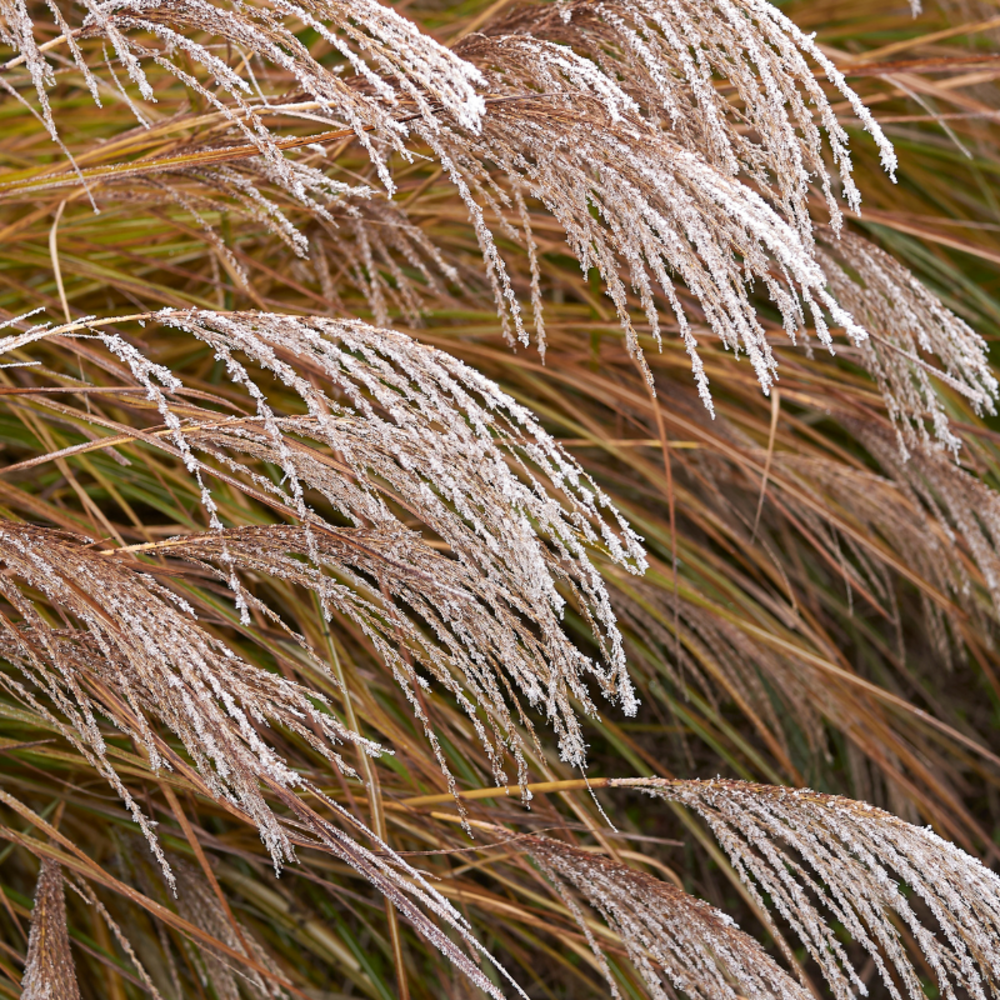 Roseau de chine flamingo - miscanthus sinensis flamingo 100/120 cm pot 3l