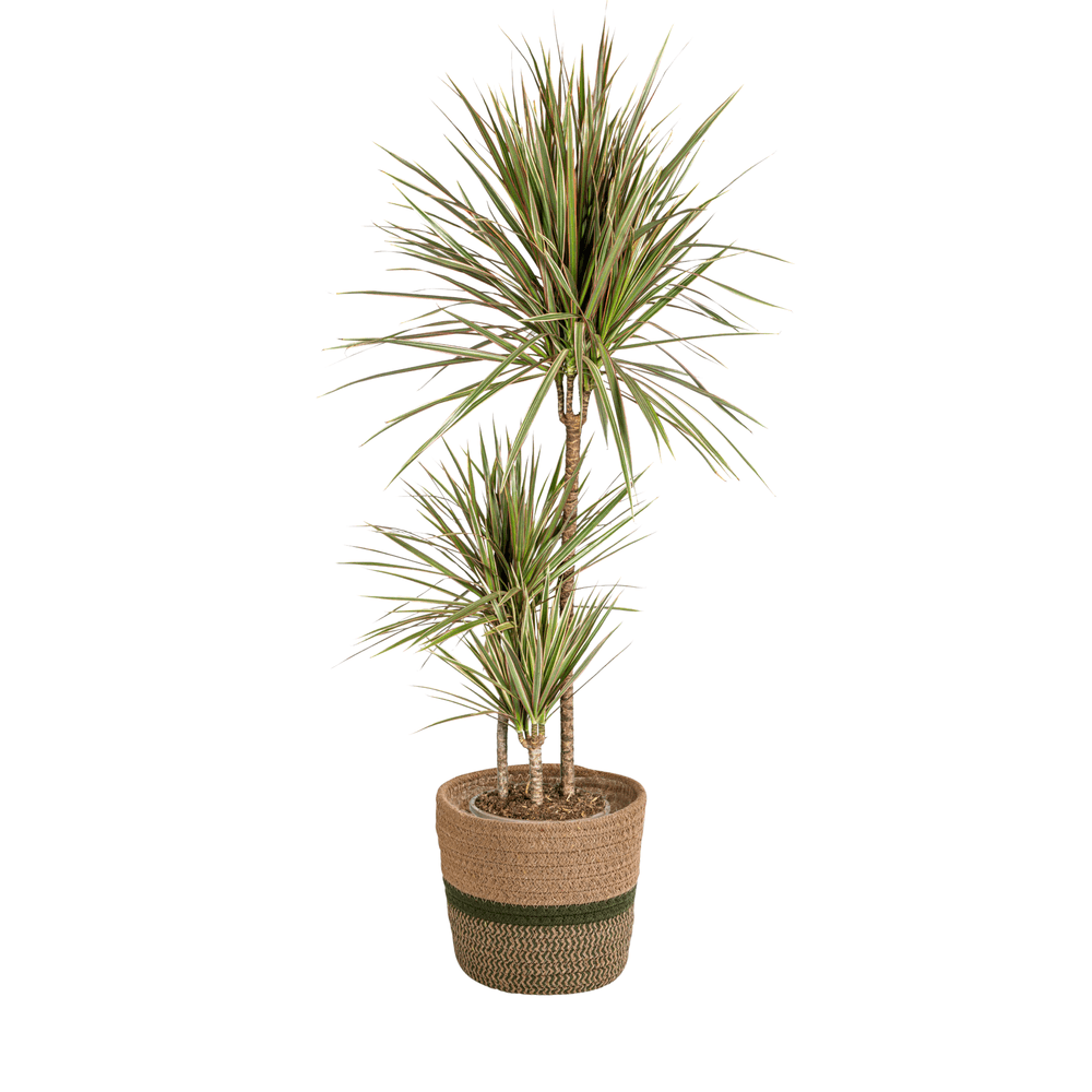 Dracaena marginata bicolor avec cache-pot ø21cm - ↕110 - 130cm - plantes d'intérieur