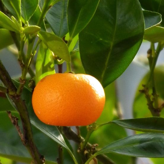 Mandarinier pot de 3l/4l, scion