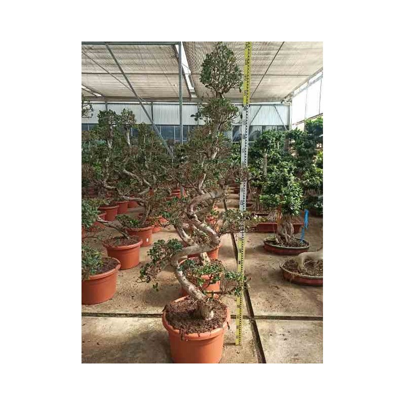 Ficus microcarpa 'compacta' taille pot de 65l - 180/200cm