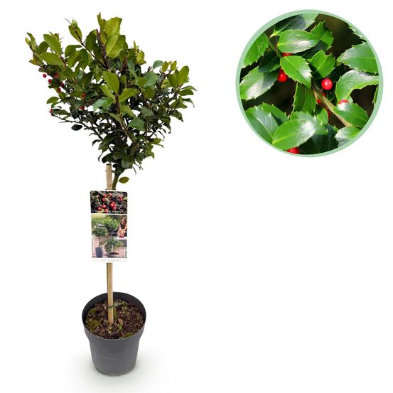 Plante sur tige - baies rouges - h90 cm - ø19 cm