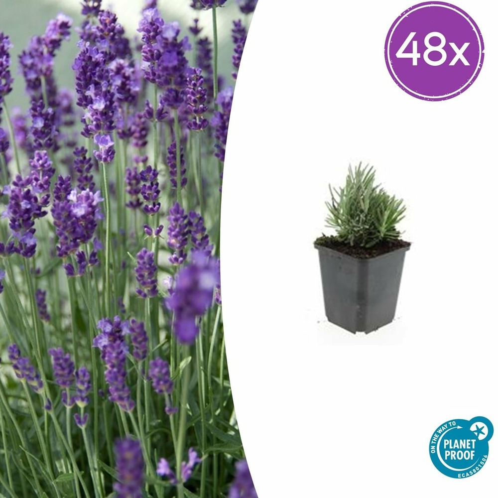 Lot de 48 - lavandula ang. 'dwarf bleu' - h10-25 cm