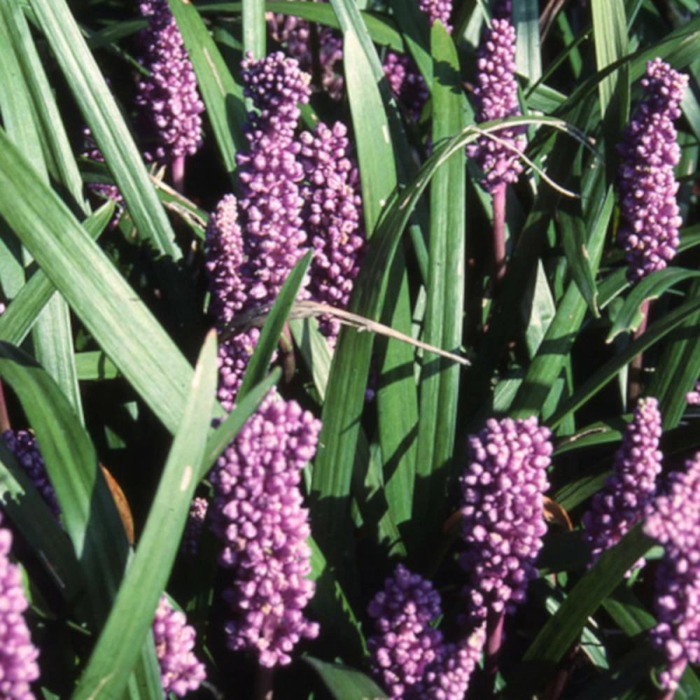 Liriope spicata lot de 9 godets