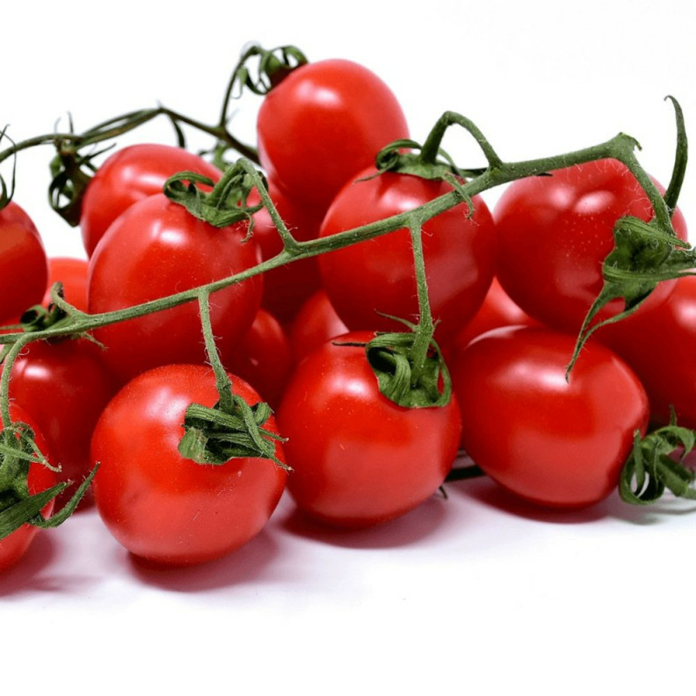 Plant de tomate supersweet 100 type cerise godet