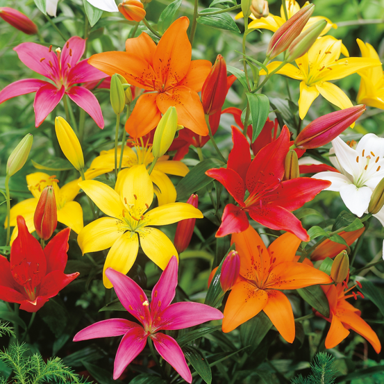 Melange lys asiatique - 8 bulbes