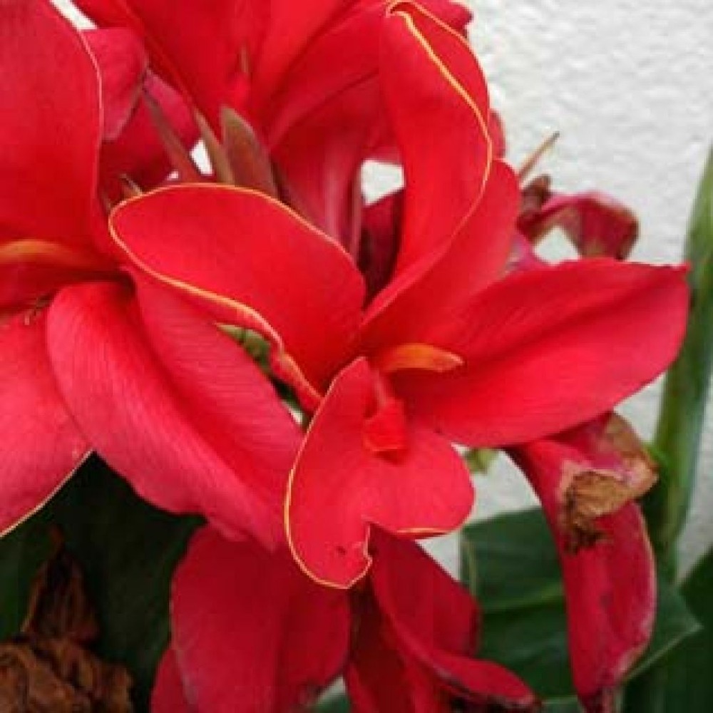 Canna 'brillant' bulbe calibre i (par 3)