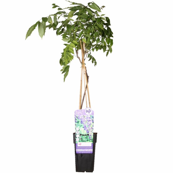 Wisteria sinensis 'prolific' - glycine - h65 cm - ø15 cm