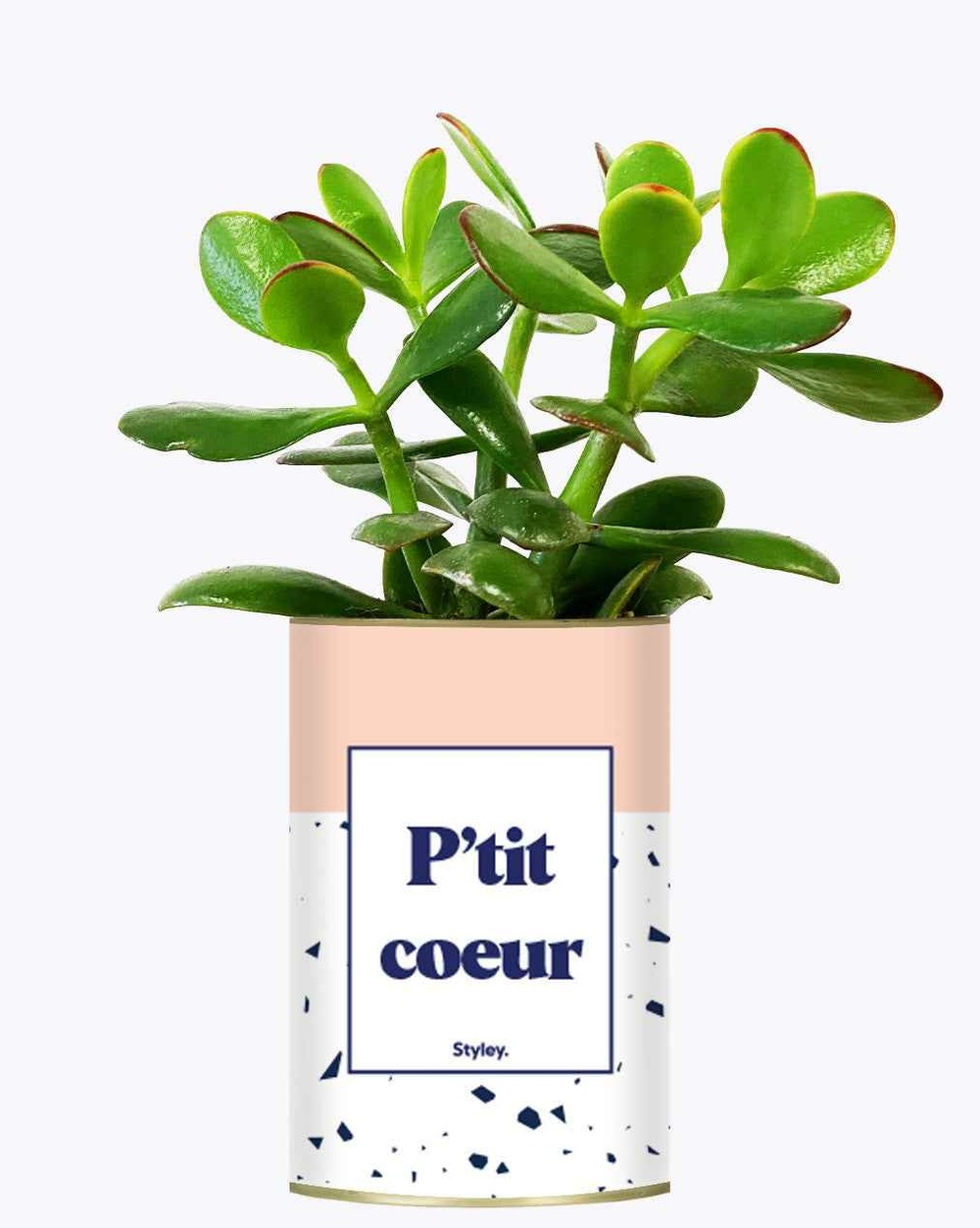 Plante personnalisée - p'tit coeur - cactus