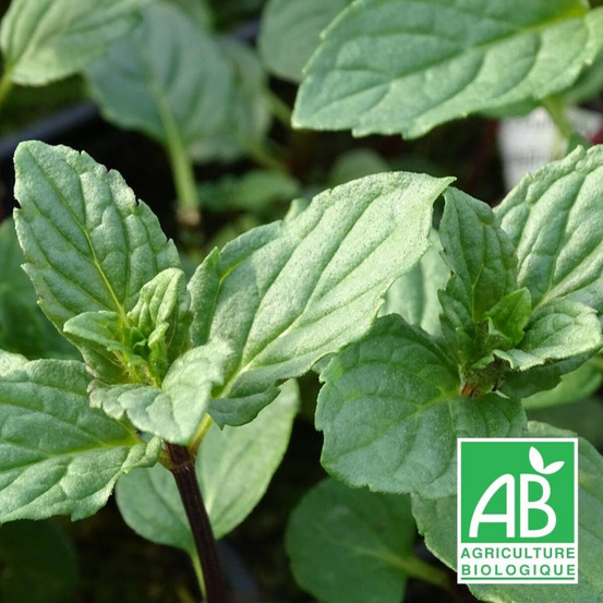 Menthe réglisse - sans traitement godet - 5/20 cm