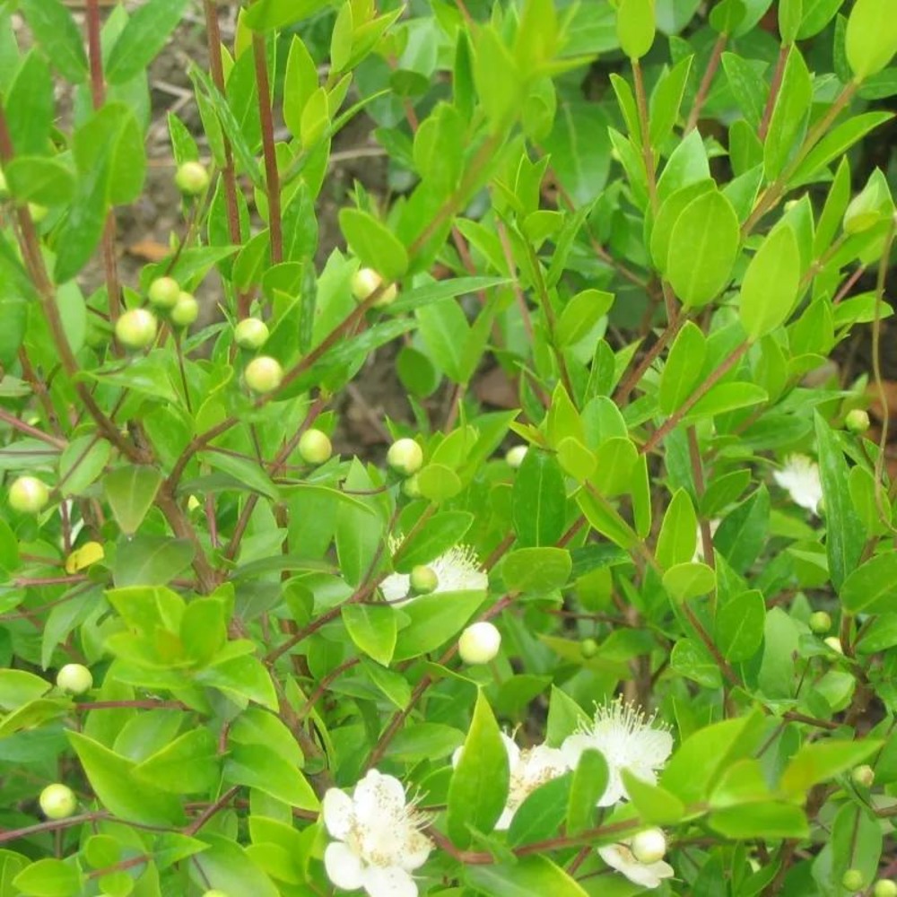 Myrte commun - sans traitement lot de 9 godets