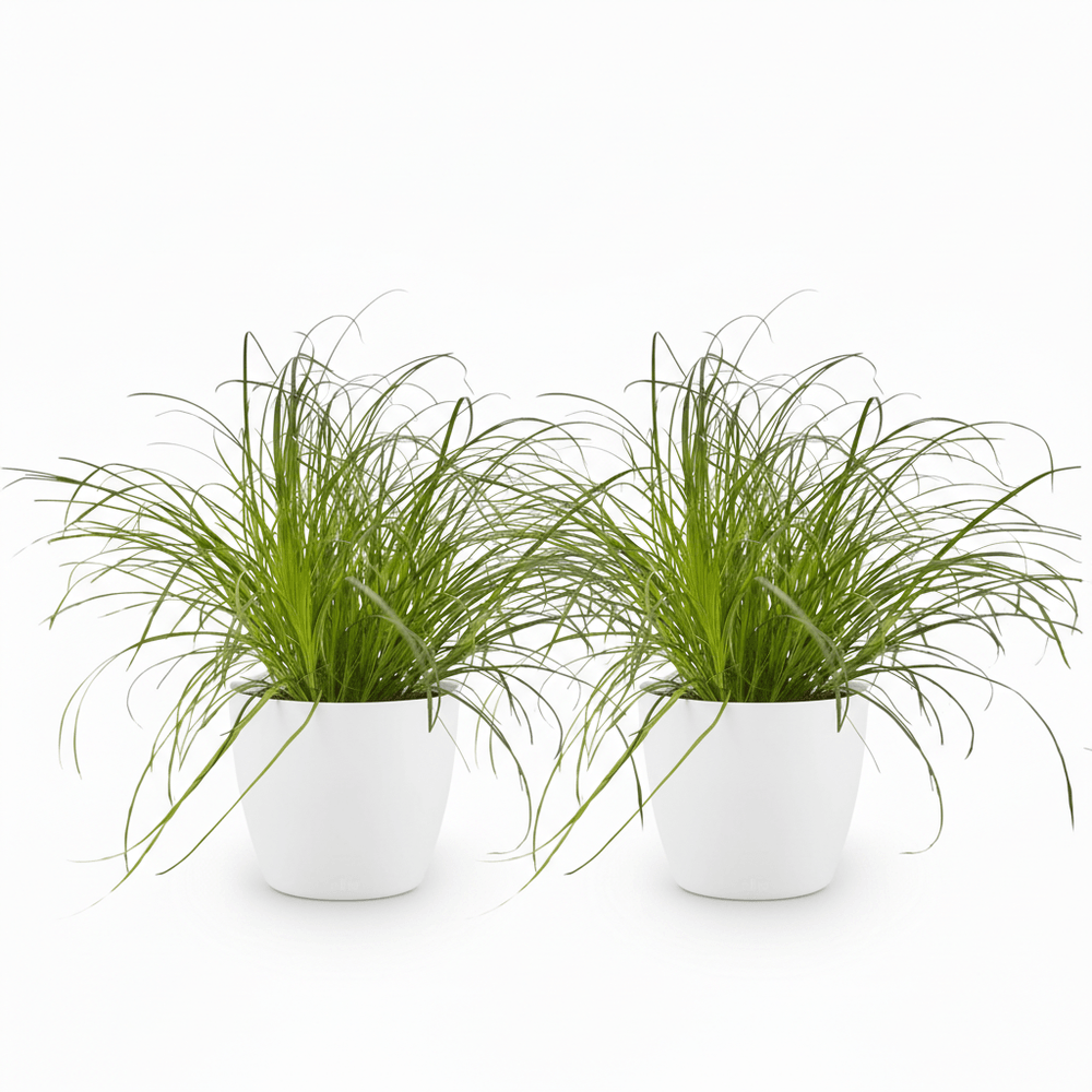 Cyperus alternifolius zumula - pet-friendly - pot de 12cm - hauteur 20cm
