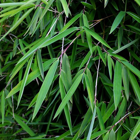 Fargesia nitida 'gansu' pot de 7,5l/10l
