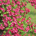 Weigelia bristol ruby, le pot / 1.5l / 3-5 branches / hauteur livrée 30-40cm