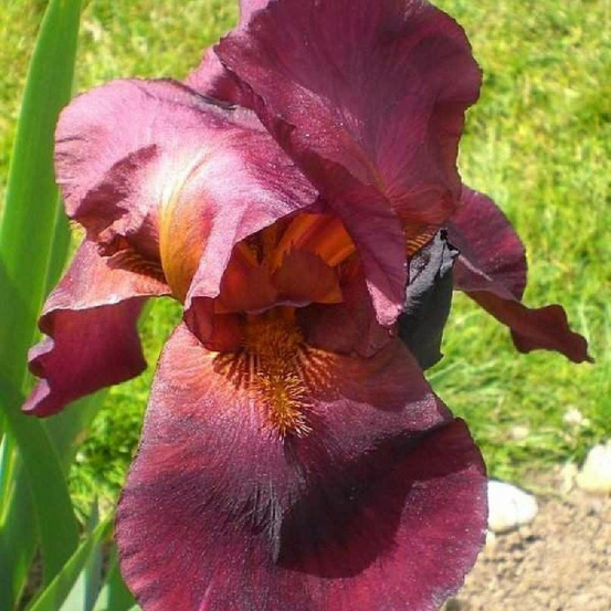 Iris des jardins frontier marshal lot de 5 godets