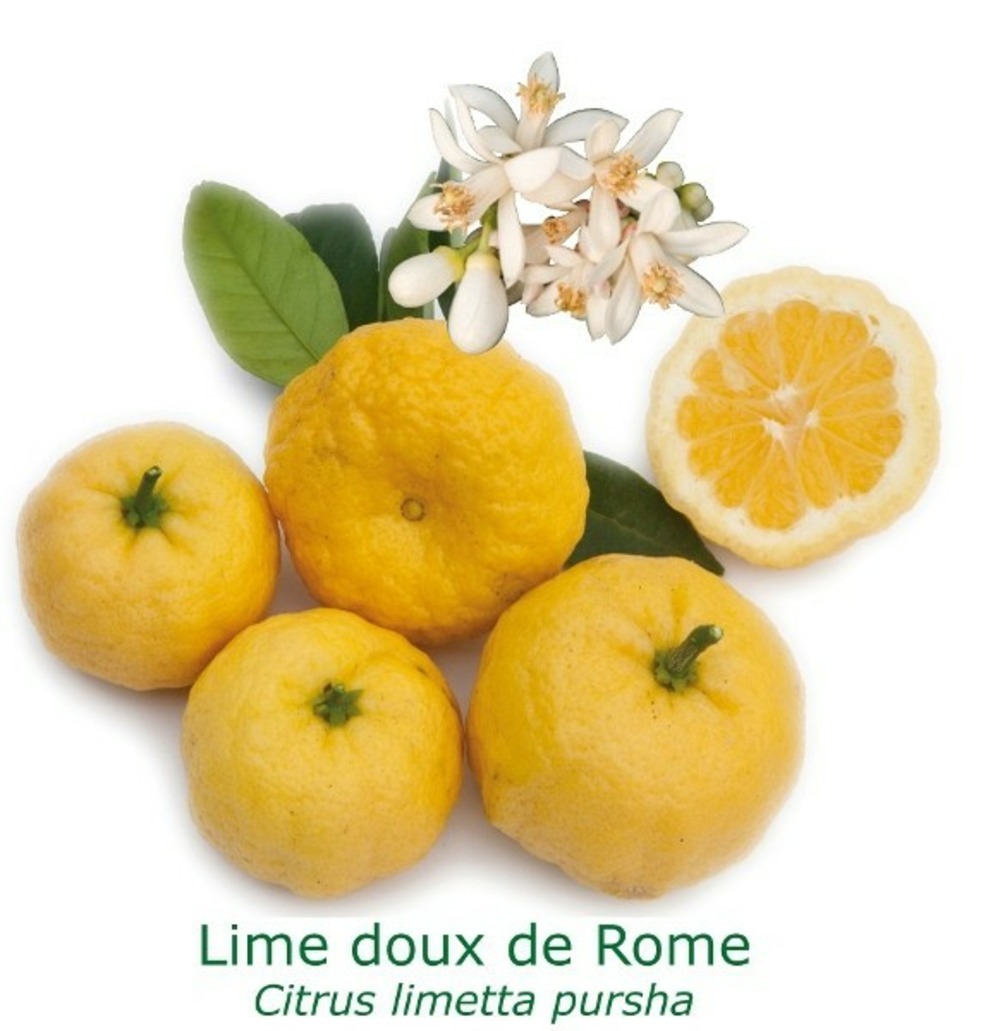 Lime douce de rome bio tailles:pot de 6 litres, hauteur 60/80 cm | Truffaut