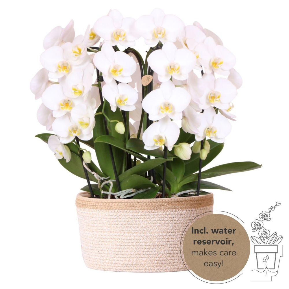 Panier de 3 orchidées phalaenopsis blanches avec réservoir d'eau - pot de 12cm - plantes d'intérieur