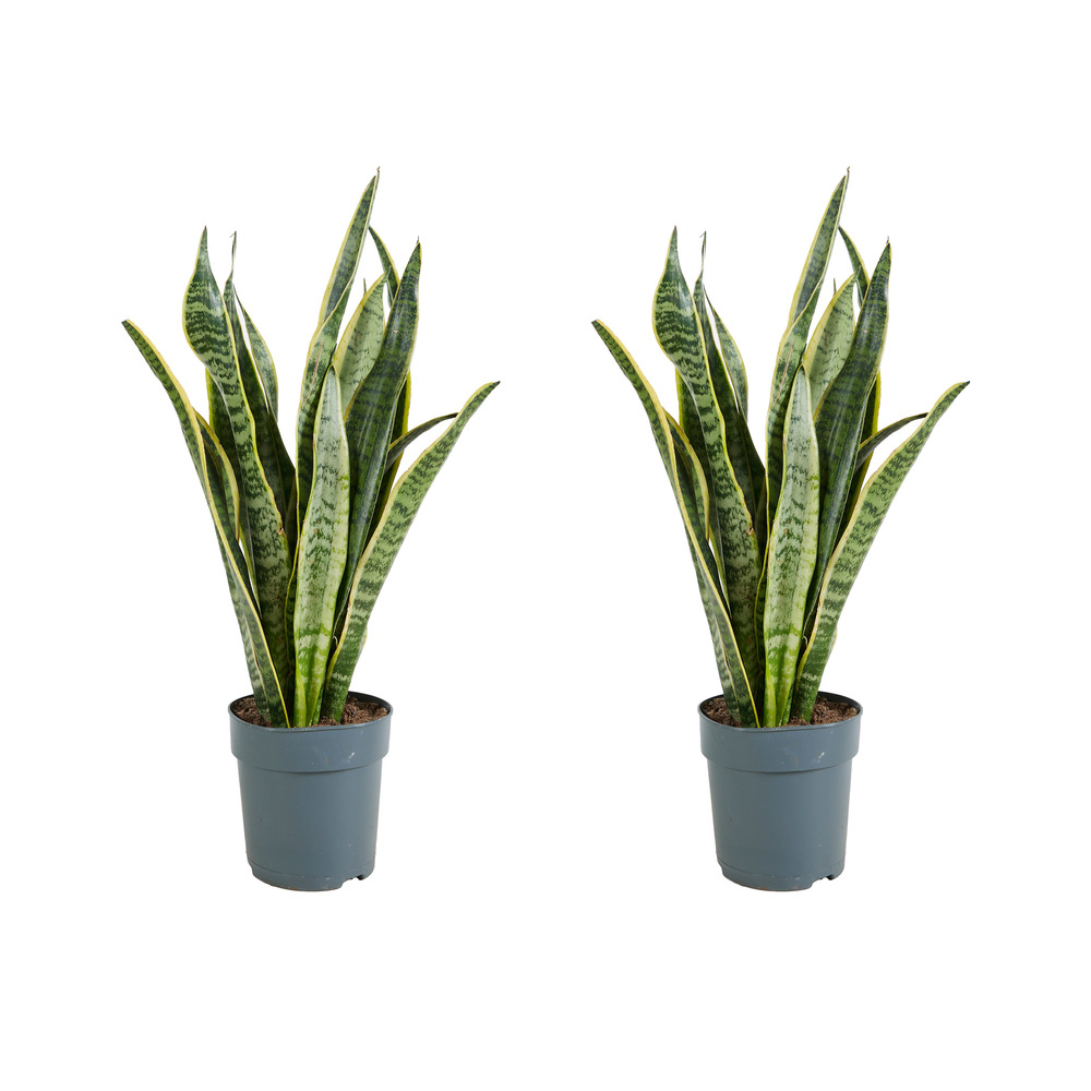 Lot de 2 - sansevieria laurentii - langue de belle-mère - hauteur 30-40 cm - pot 12 cm