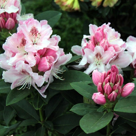 Rhododendron 'albert schweitzer' pot de 4l/5l
