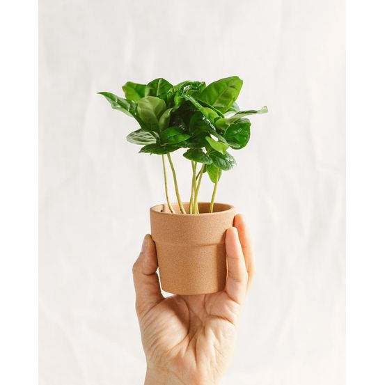 Mini caféier arabica 22cm - plante d'intérieur