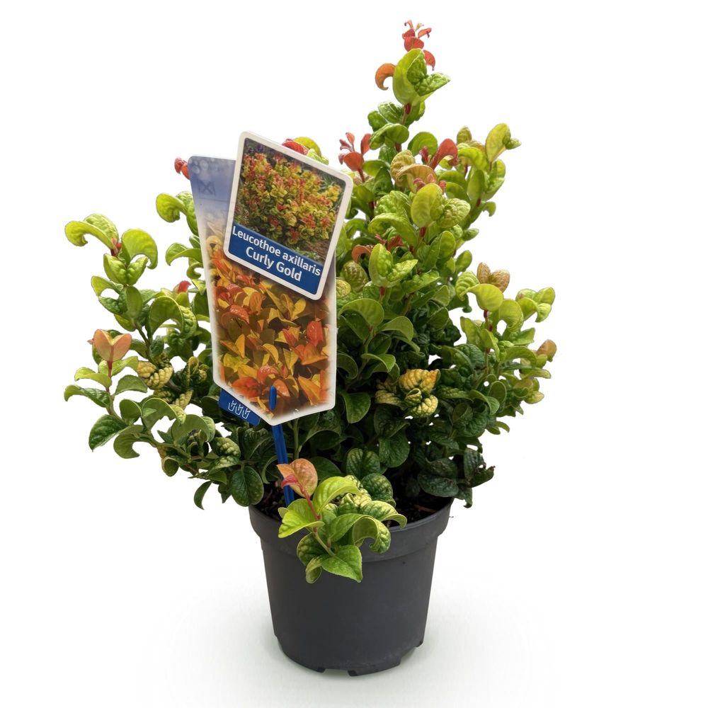 Leucothoé 'curly gold' - pot 17 cm - hauteur 40 cm - plante d'extérieur