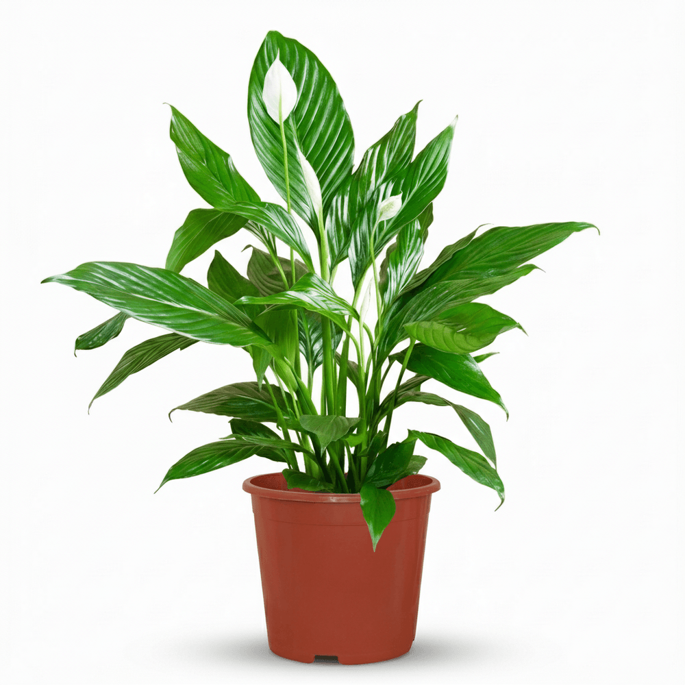 Spathiphyllum