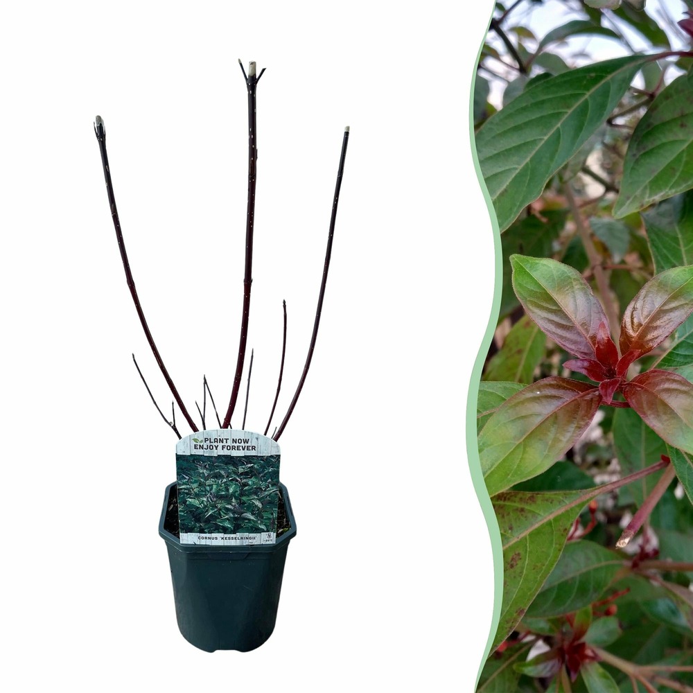 Cornus alba kesselringii – pot 17 cm – hauteur 45 cm