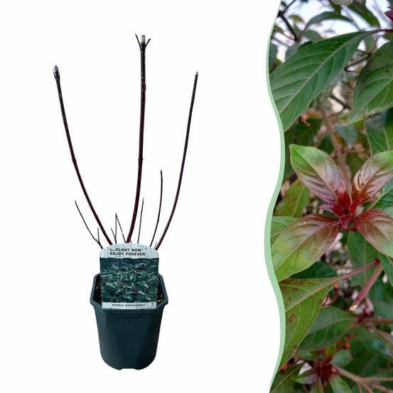 Cornus alba kesselringii – pot 17 cm – hauteur 45 cm