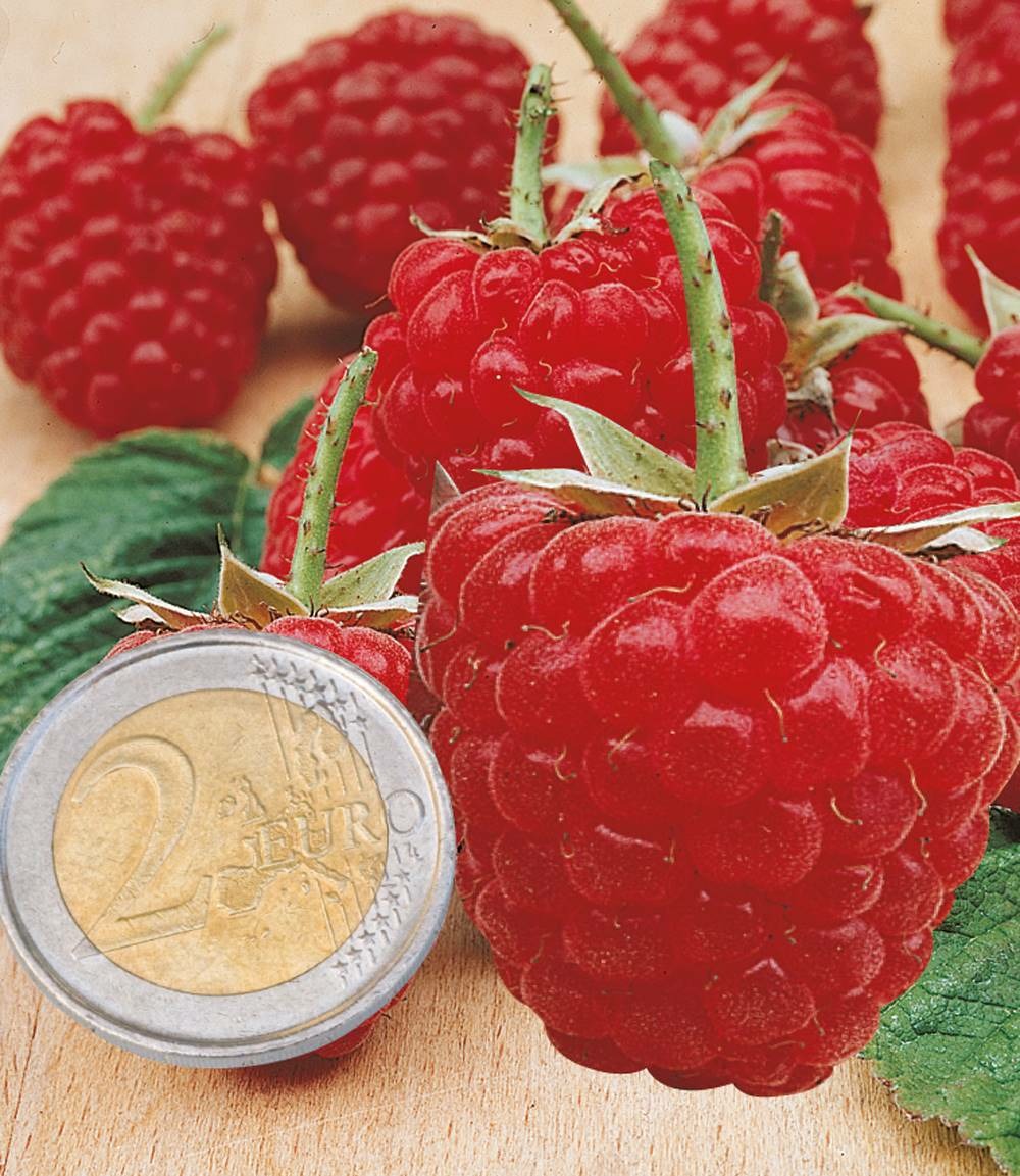 Framboisier Fall Gold - 2 pieds