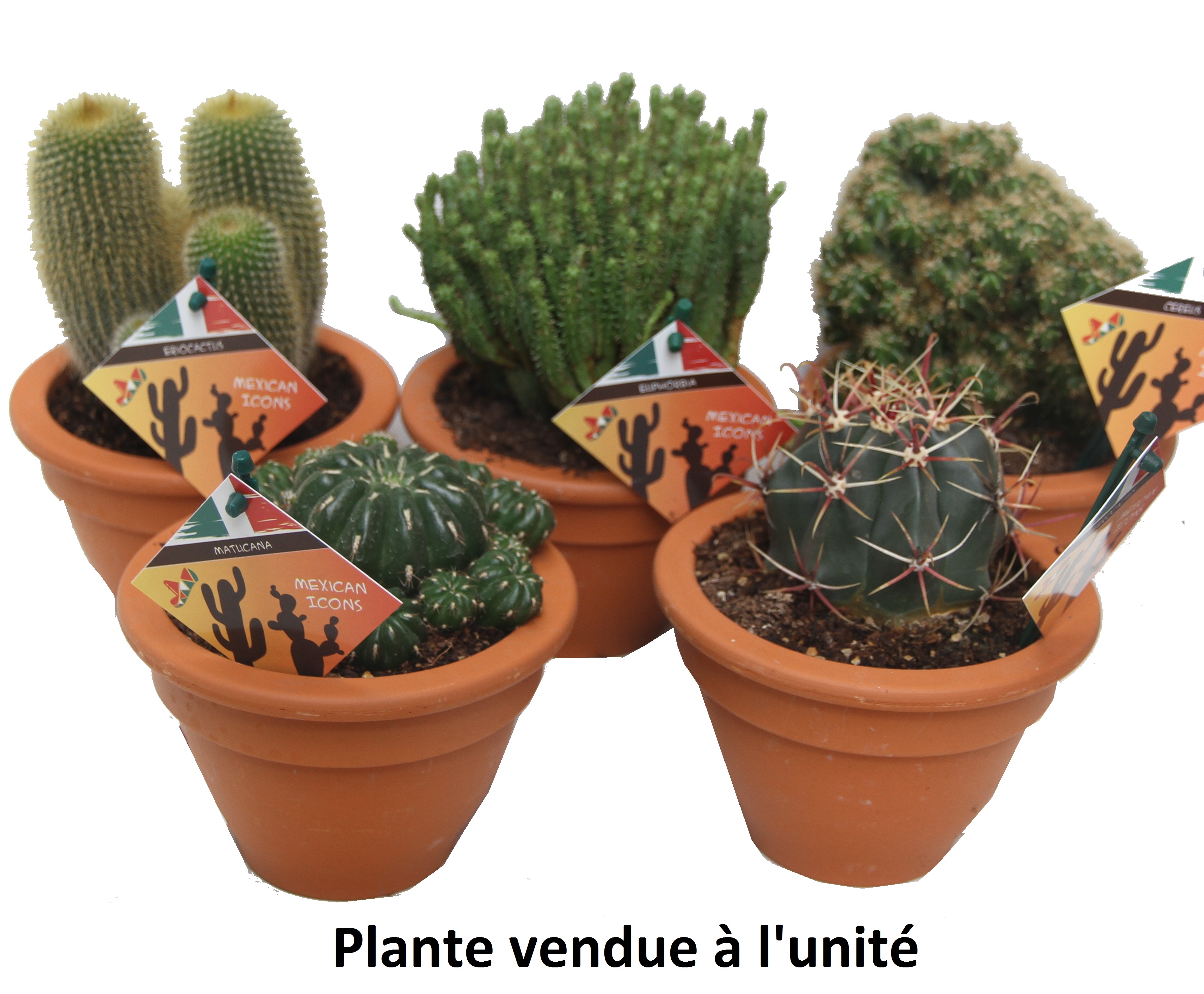 Cactus varié pot 12 cm