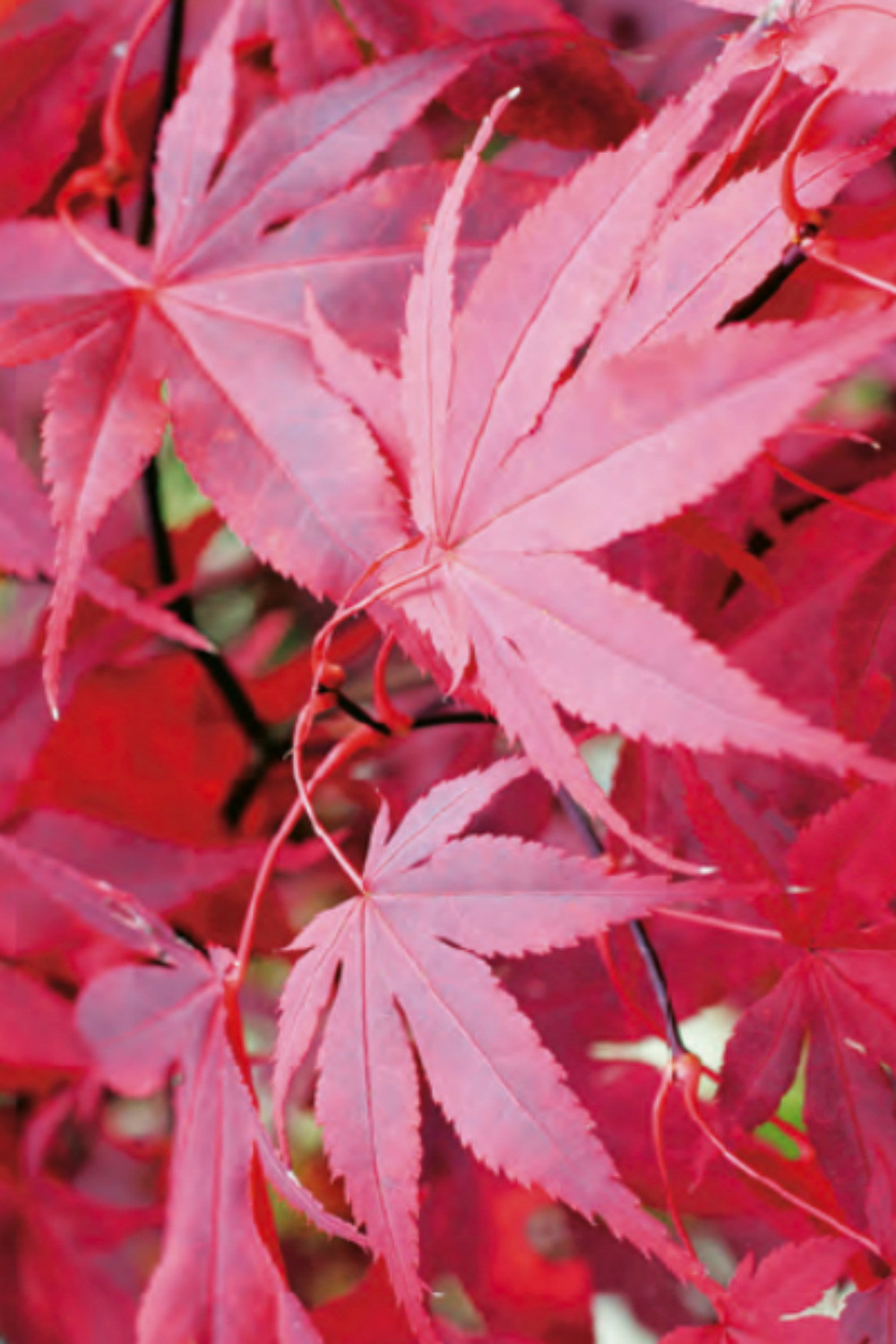 Erable 'bloodgood' - en pot de 2 litres