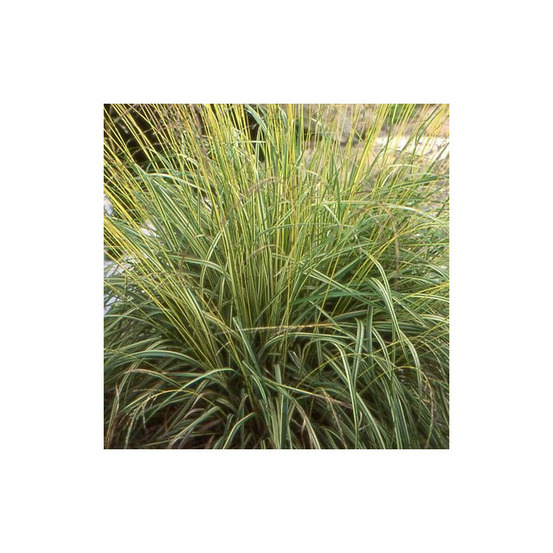 Molinie bleue variegata godet - 5/20 cm