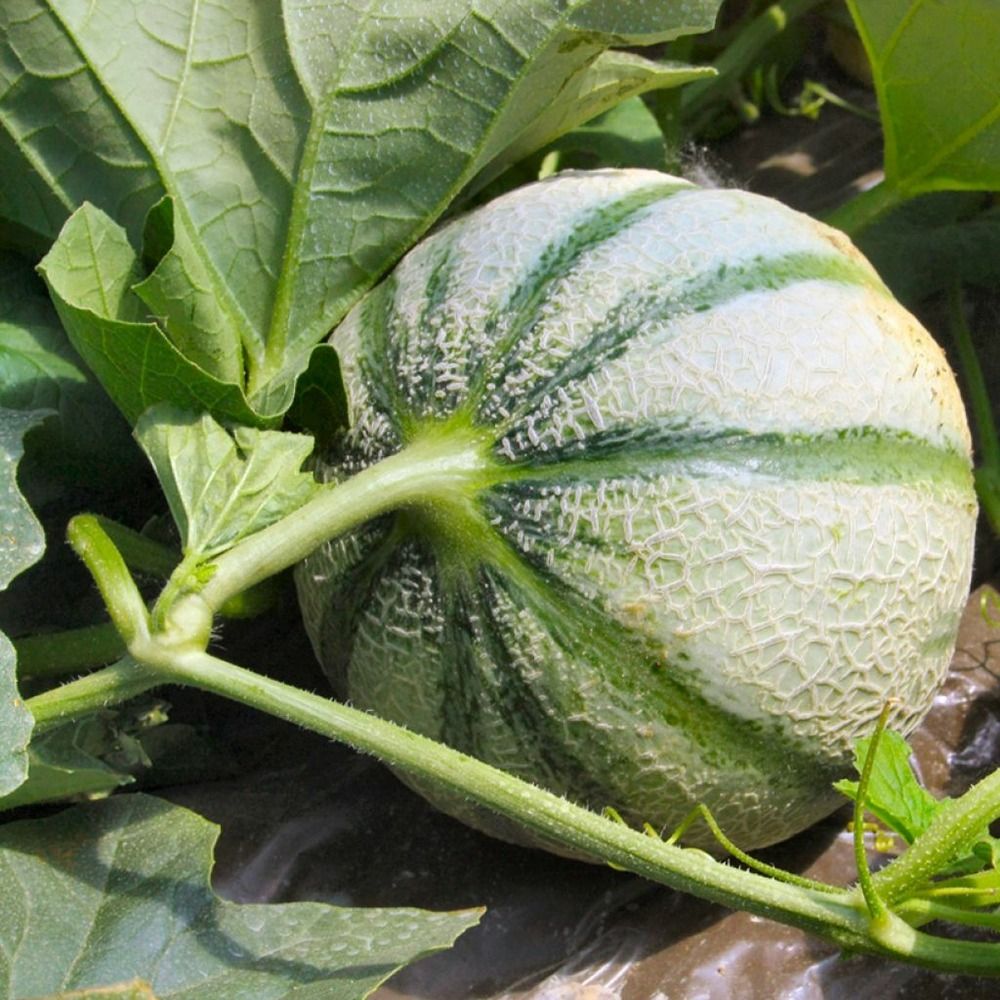 Melon 'diabolo f1' le sachet de 21 graines environ (0.7g)