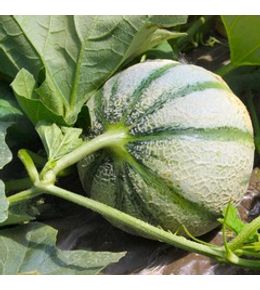 Melon 'diabolo f1' le sachet de 21 graines environ (0.7g)