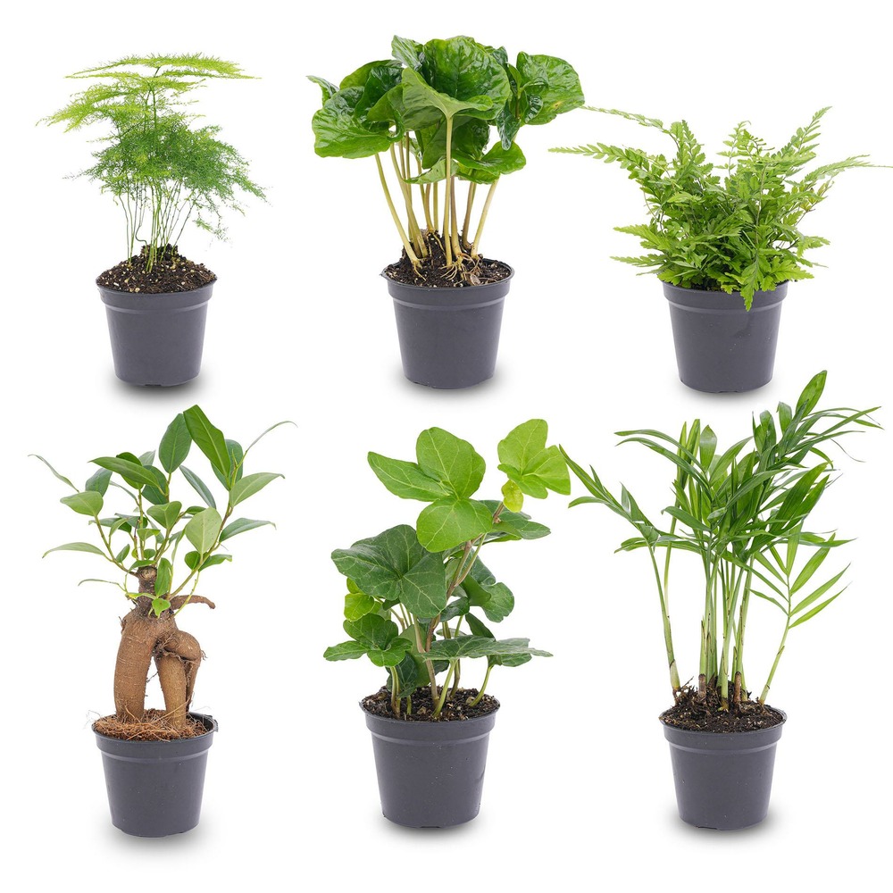 Lot de 6 - planten set - vertes - ø6 cm