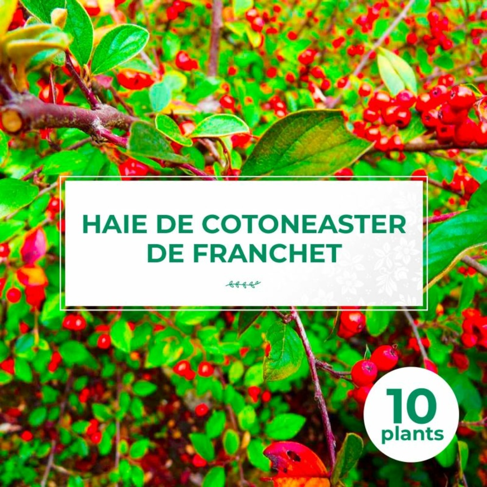 10 cotoneasters de franchet (cotoneaster franchetii) - haie de cotoneaster de franchet