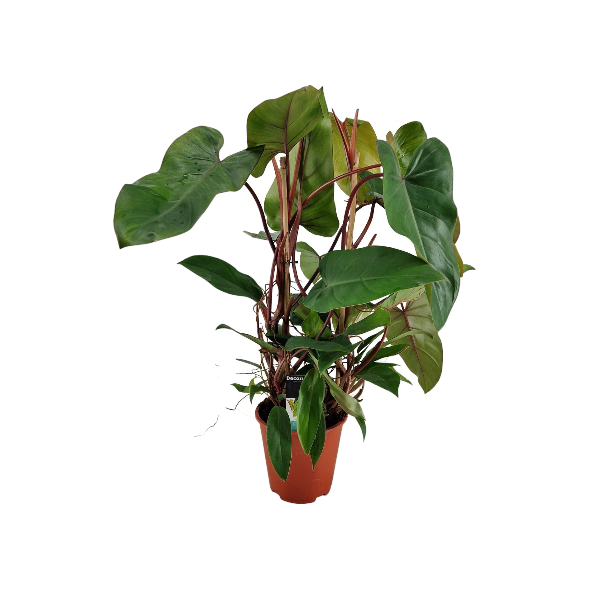 Plante d'intérieur - philodendron red twins 75.0cm