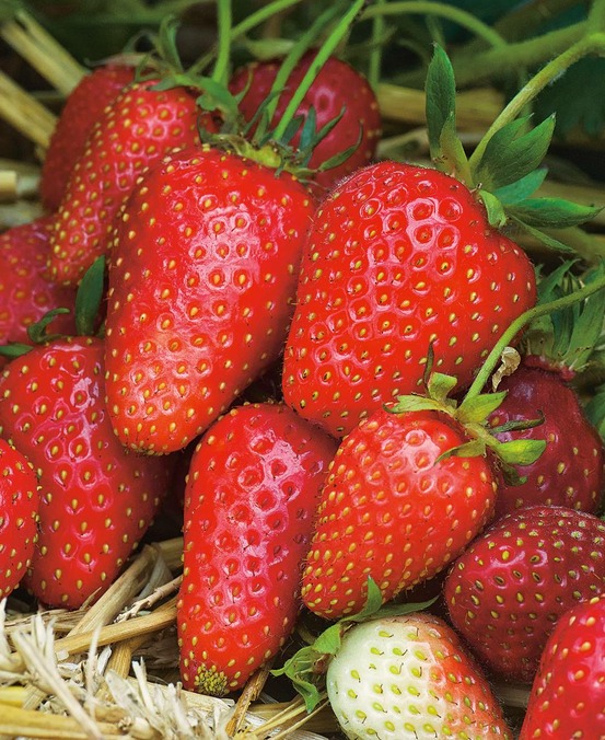 Fraisier gariguette - 20 plants