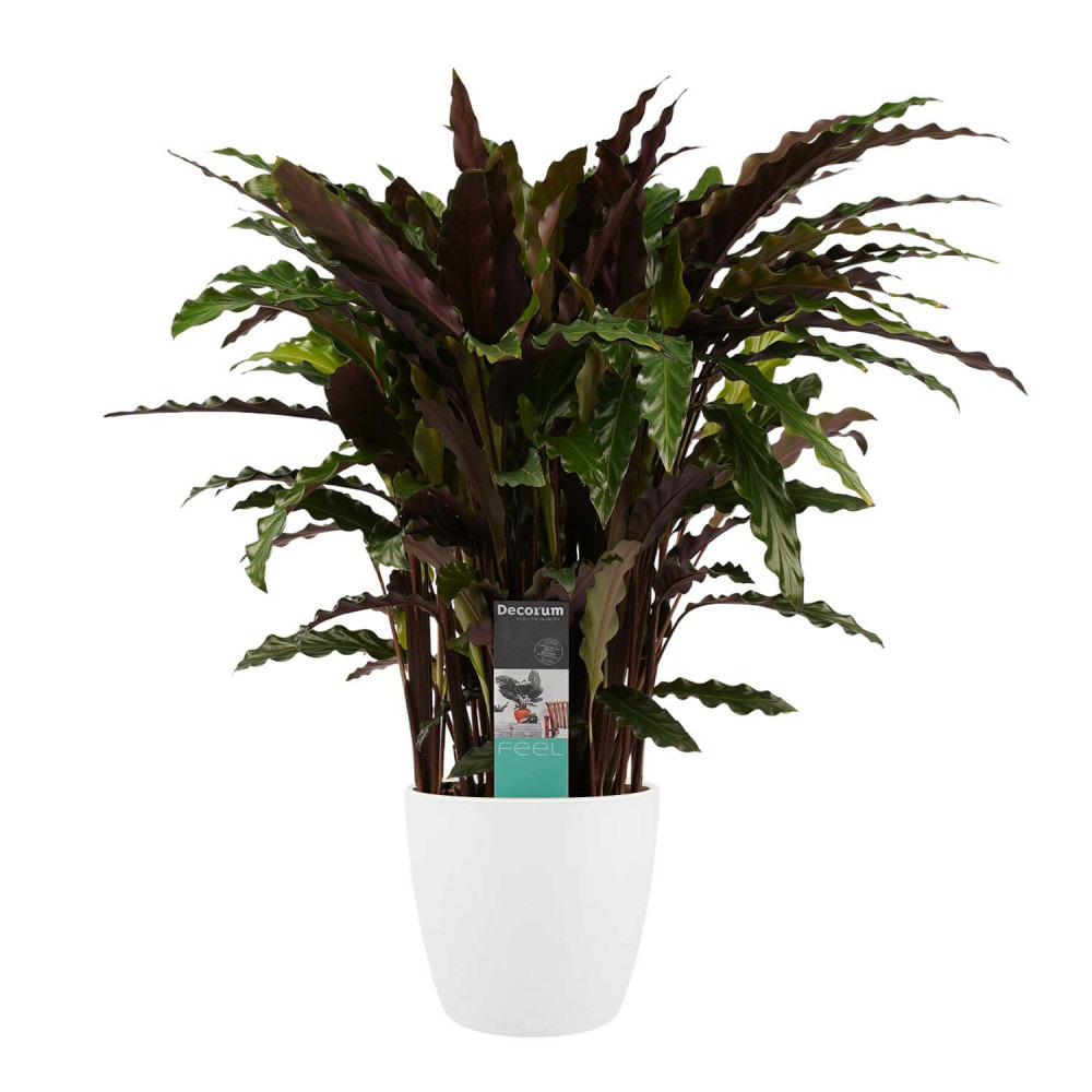 Plante d'ombrage à feuilles vert rouge - calathea rufibarba pot de 17cm blanche- environ 65-70cm de haut