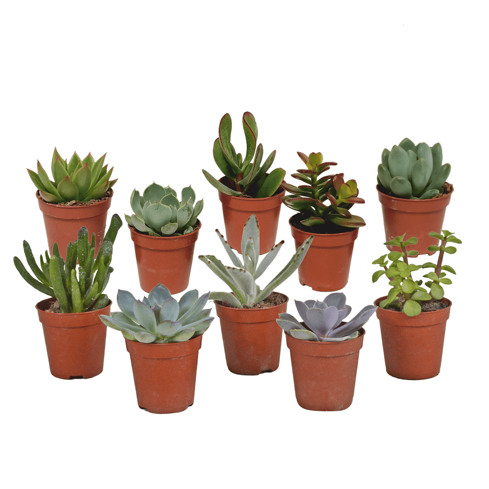 Mélange de succulentes 5,5 cm - 10x - sans pot - ↕13cm - plantes d'intérieur