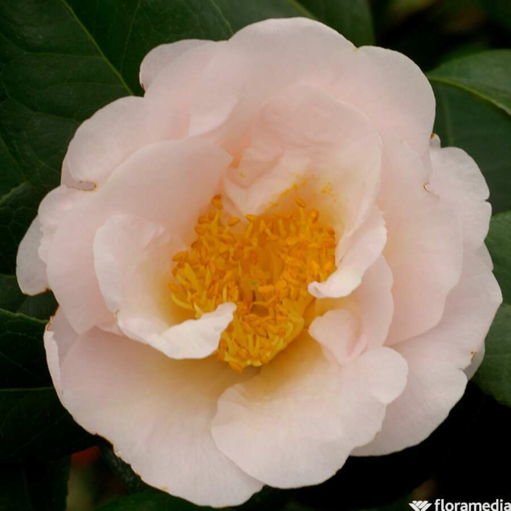 Camellia 'koto-no-kaori': pot 7.5l