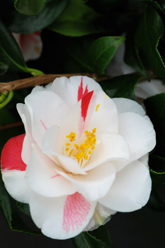 Camélia 'lady vansittart' - en pot de 1 litre