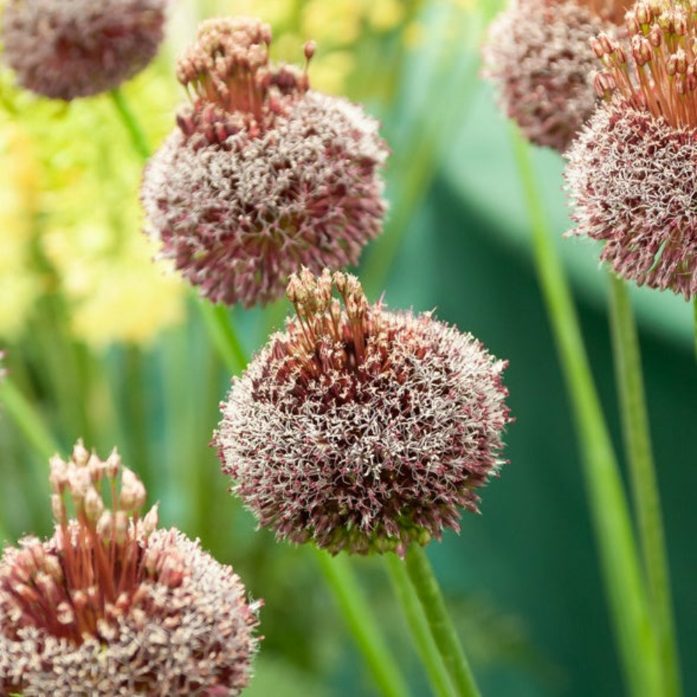 2 alliums forelock - le sachet de 2 bulbes / circonférence 12cm+